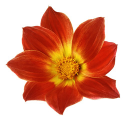 Bright red flower of a dahlia on a white isolated background with clipping path. Flower for design, texture,  postcard, wrapper.  Closeup.  Nature.