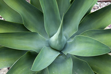 picture of a cactus with sharp leaves