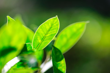 Closeup nature view of green leaf in garden at summer under sunlight. Natural green plants landscape