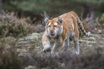 Bengal tiger (Panthera tigris tigris)