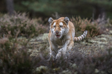 Bengal tiger (Panthera tigris tigris)