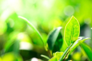 Closeup nature view of green leaf in garden at summer under sunlight. Natural green plants landscape