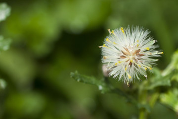 Sonchus oleraceus flower on green background