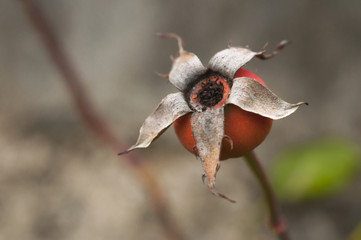 Rose hip on blurry background