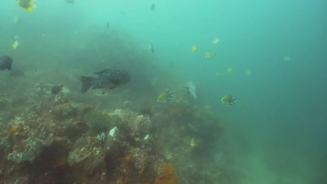 Fish and coral reef. Dive, underwater world, corals and tropical fish. Bali,Indonesia. Diving and snorkeling in the tropical sea. Travel concept. 4K video.