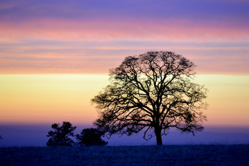 Fototapeta na wymiar Alone tree. Landscape sky and nature.