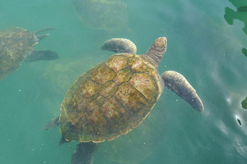 Fototapeta premium Hawaiian green sea turtle swimming over a cleaning station.