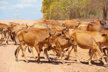 Obraz premium herd of cattle