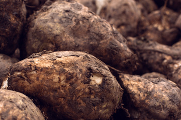 Sugar beet harvest