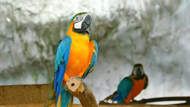 A colorful parrot on branch at zoo
