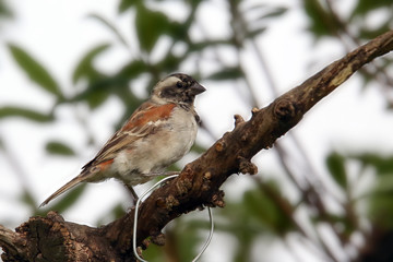 Cape Sparrow