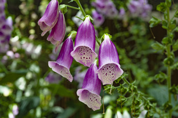 Close-up of flowers of purple foxglove or lady's glove. Digitalis purpurea. Colorful nature background. © elroce