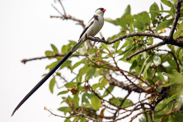 Pin-tailed Whydah