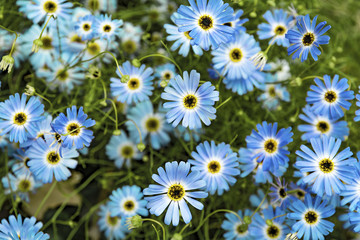 Fototapeta premium Bunch of small Chrysanthemums in blue. Colorful nature background.