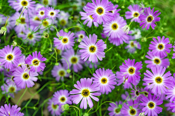 Bunch of small Chrysanthemums in purple. Colorful nature background.