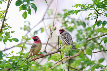 Red Billed Quellea