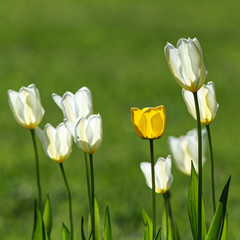 Obraz premium white and yellow