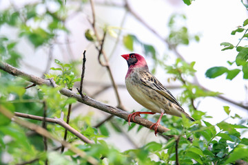 Red Billed Quellea