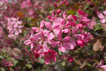 apple tree in spring closeup
