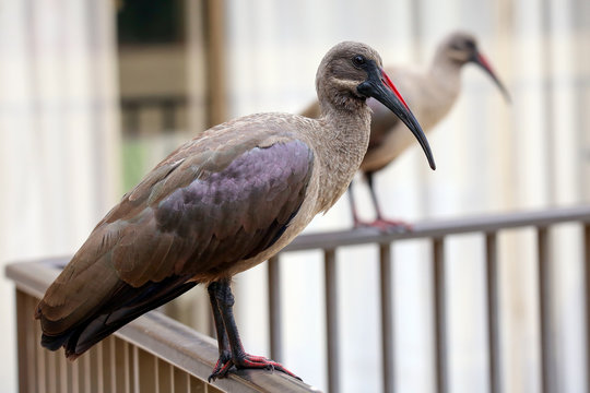 Hadeda Ibis
