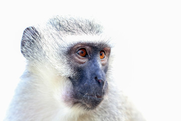 Obraz premium Vervet Monkey