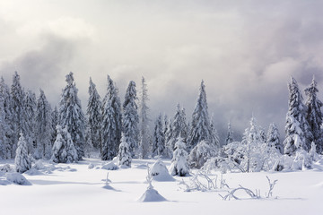 Wintertime - Black Forest. Winter landscape with firs covered by snow and real snowflakes.