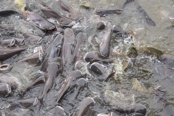 fishes crowd In the pond