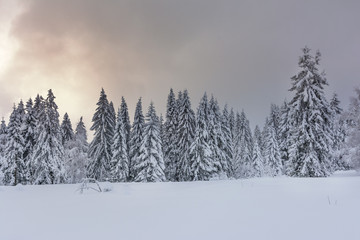 Fototapeta premium Wintertime - Black Forest. Winter landscape with firs covered by snow and sun appearing in the background.