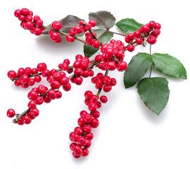 European Holly (Ilex) leaves and fruit on a white background.
