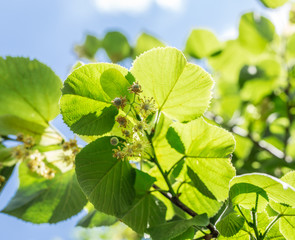 Linden tree in blossom. Nature background.