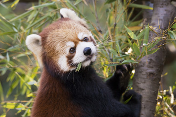 Lesser panda eating  leaves of bamboo grass.
