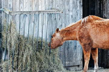 pferd