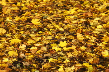 Ahornblätter, gelb verfärbtes Herbstlaub