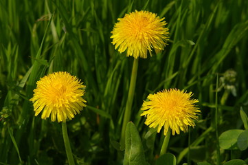 spring dandelion