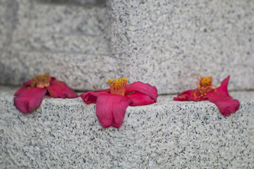 Fototapeta na wymiar Blüten als Opfergabe auf Altar