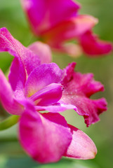 Fototapeta na wymiar Closeup of orchid flower