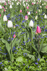 Pole tulipanów w lato w ogrodzie
