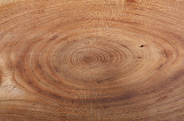 A close up of the cut of a ash tree. 