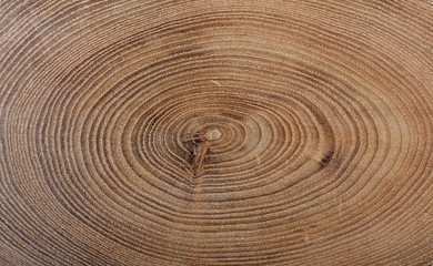 A close up of the cut of a ash tree. Texture of cork  tree isolated on white.