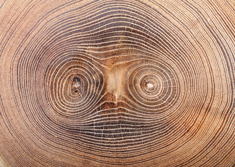 Fototapeta premium cut tree texture of cork tree