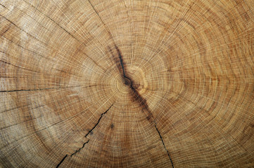 A close up of the cut of a oak tree.  Texture of oak tree