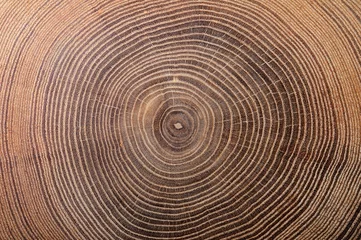 Foto op Plexiglas texture of cork  tree © IgorCheri