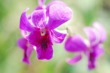 Fototapeta na wymiar purple blue orchid , Selective focus