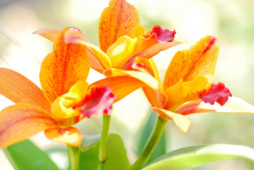 Close up of yellow orchids with blur background