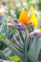Obraz premium Strelitzie - Paradiesvogelblume