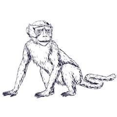 Fototapeta na wymiar an illustration of a monkey or a chimpanzee. Illustration for monkey year in chinese calendar.