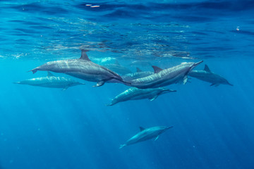 Spinner Dolphins Stenella longirostris In the Indian Ocean Mauritius Tourism Holidays Love