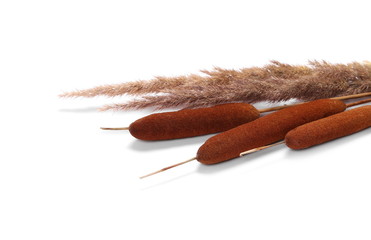 Dry common bulrush reed for decoration, isolated on white background © dule964