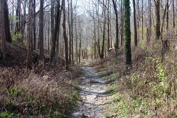 Obraz premium The rocky trail in the forest on a sunny day.