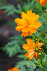 Close-up of Orange flower